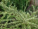 Suchodrzew mirtolistny (Lonicera nitida) - dekoracyjny krzew zimozielony